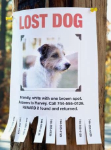 Dog Tracker for Lost Dogs